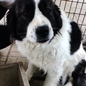 VANYA (= BERTHA)