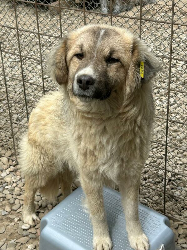 TOFFEE - reserviert TiNO DR (vorher Klinik Bukarest / PM) - vermittelt – Bild 4
