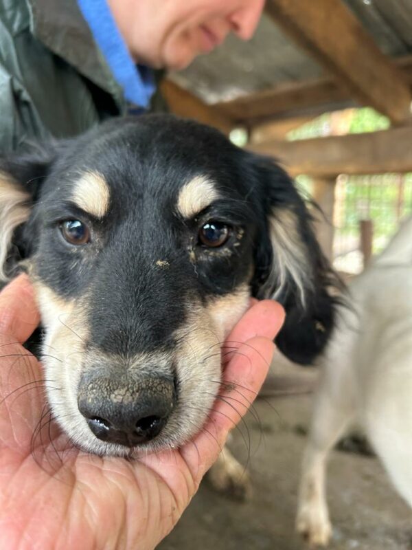 PIPPIN - vermittelt Alexandra – Bild 2