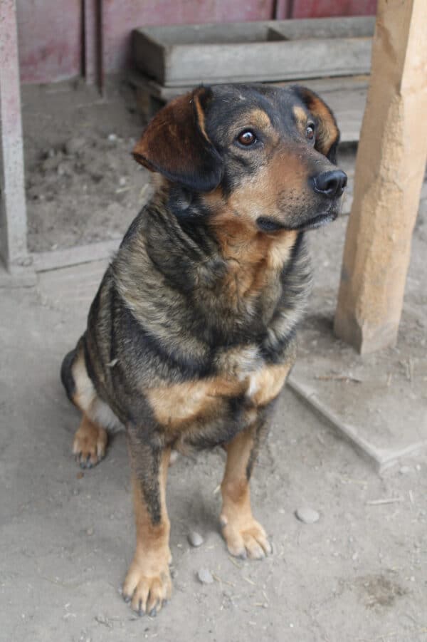 BEELO (♂) - seel. NOTFALL - leidet sehr im Shelter - dringend Platz gesucht! – Bild 3