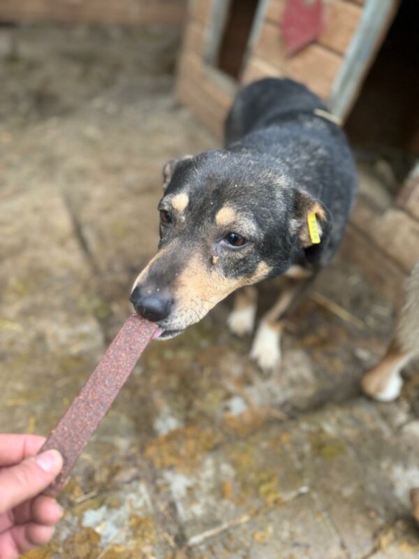 SINDY (♀) - Rute abgerissen - als Kleinste im Kennel völlig überfordert - sollte nun zeitnah reisen! – Bild 6