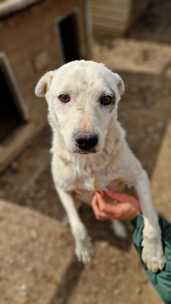 LAGERTHA (♀) - ausgereist zur Tierhilfe Lebenswert – Bild 2
