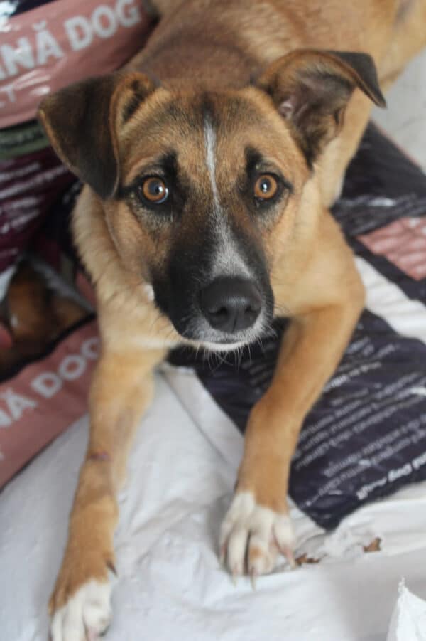 SALLIE - ausgereist zur Tierhilfe Lebenswert – Bild 2