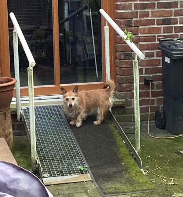 ABBY (Sophie) in 49809 Lingen (Ems) - vermittelt – Bild 3
