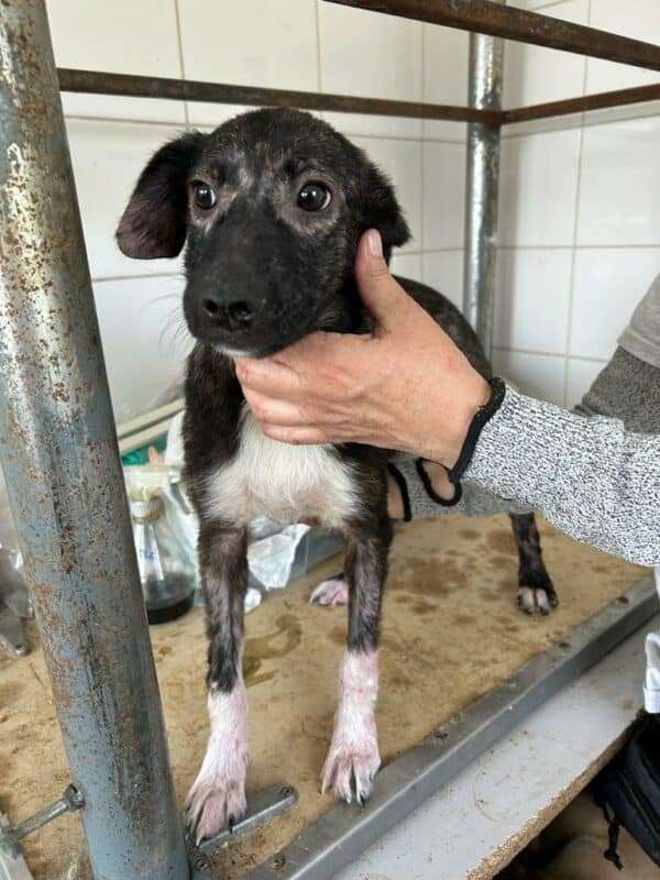 TILLY (♀) – Bild 7