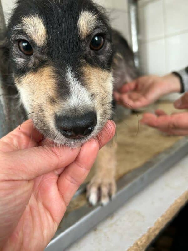MONTI - Hautprobleme - ausgereist zu Second Chance Dogs – Bild 2