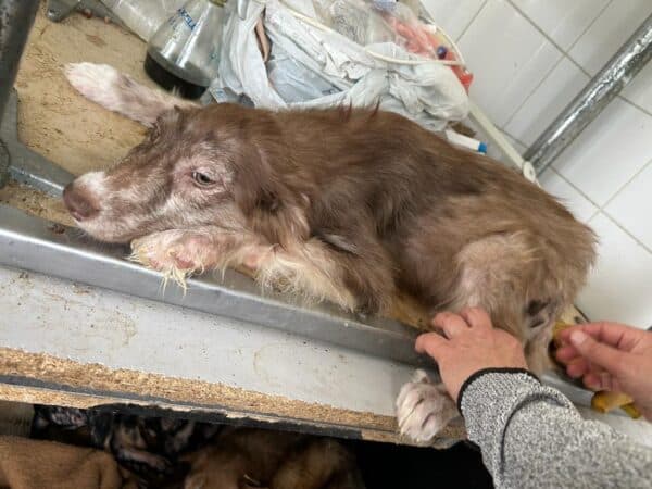 NAALA - med. Notfall - auf PDR PS als Gnadenplatzhund gereist – Bild 5