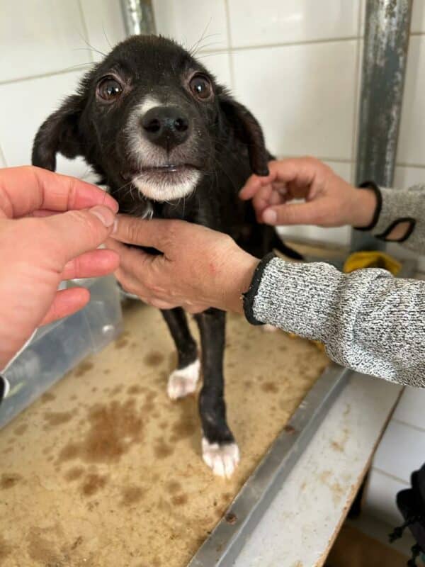 SILLY - ausgereist zur Tierhilfe Lebenswert – Bild 2