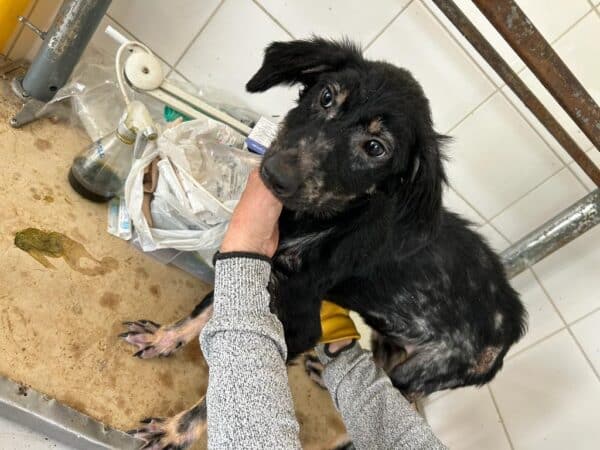 STELLI (♀) - schüchtern, sollte dringend ausreisen! - reserviert Tierhilfe Lebenswert DR - vermittelt 27.09.24 – Bild 9