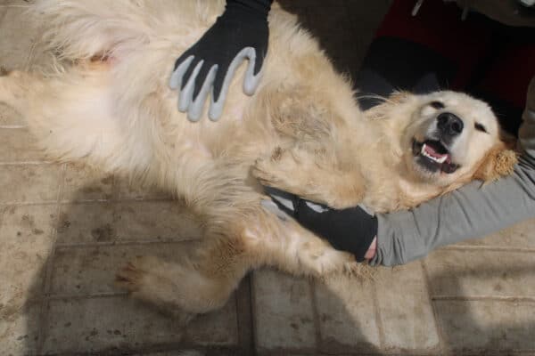 DANCING - Probleme mit der rechten Hinterhand - reserviert für Tierhilfe Lebenswert  - vermittelt – Bild 2