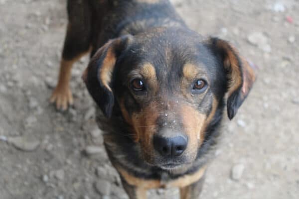 BEELO (♂) - seel. NOTFALL - leidet sehr im Shelter - dringend Platz gesucht!