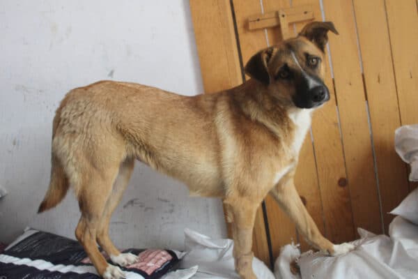 SALLIE - ausgereist zur Tierhilfe Lebenswert – Bild 3
