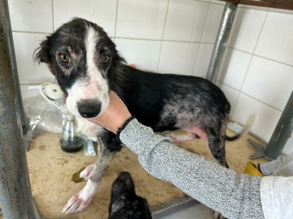 MACBETH - reserviert Tierhilfe Lebenswert DR - vermittelt – Bild 2