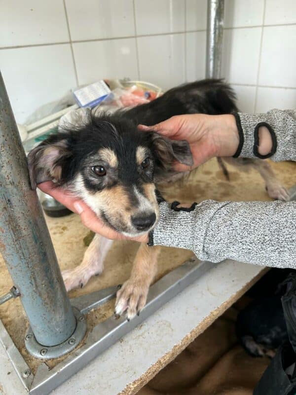MONTI - Hautprobleme - ausgereist zu Second Chance Dogs – Bild 3