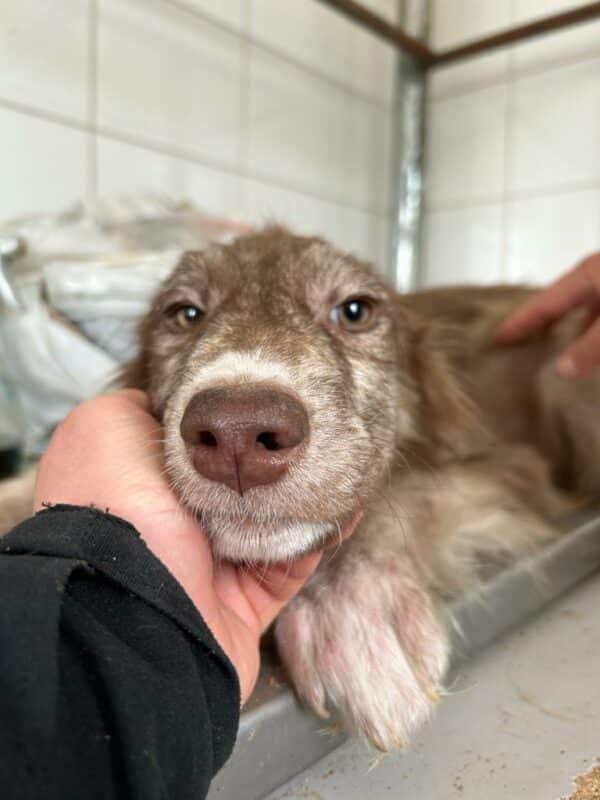 NAALA - med. Notfall - auf PDR PS als Gnadenplatzhund gereist – Bild 6