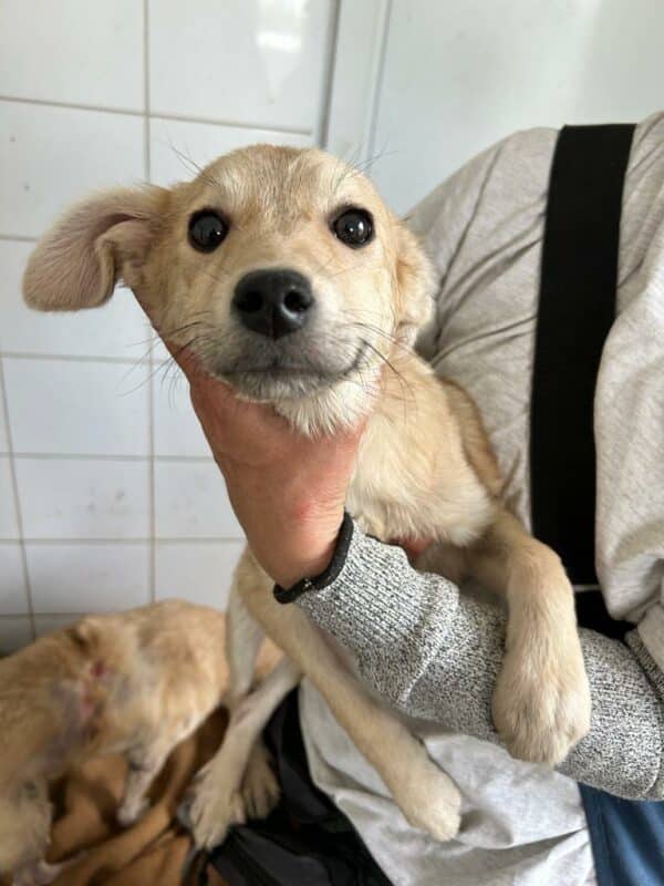 EBBO - ausgereist zur Tierhilfe Lebenswert – Bild 3
