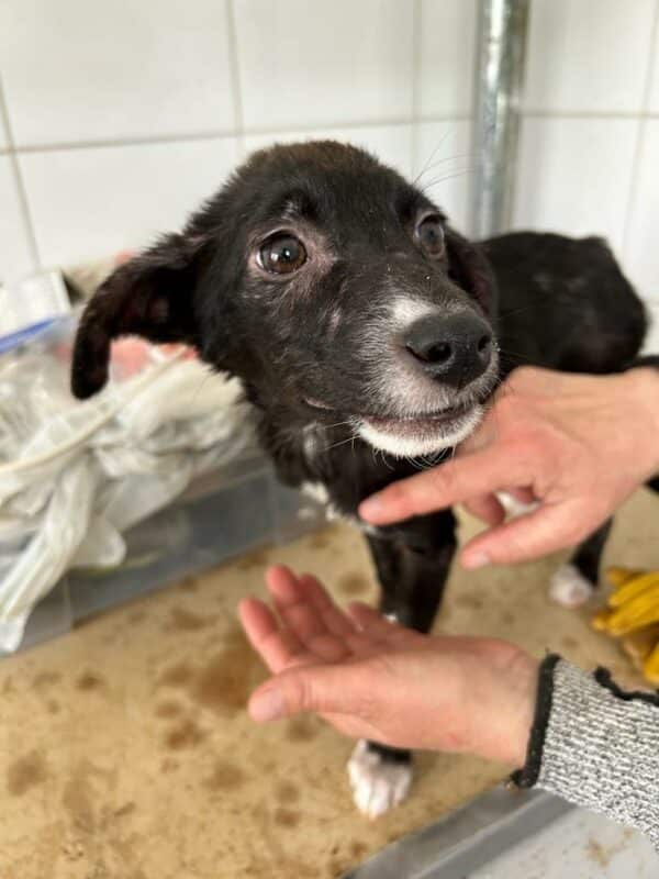 SILLY - ausgereist zur Tierhilfe Lebenswert – Bild 3