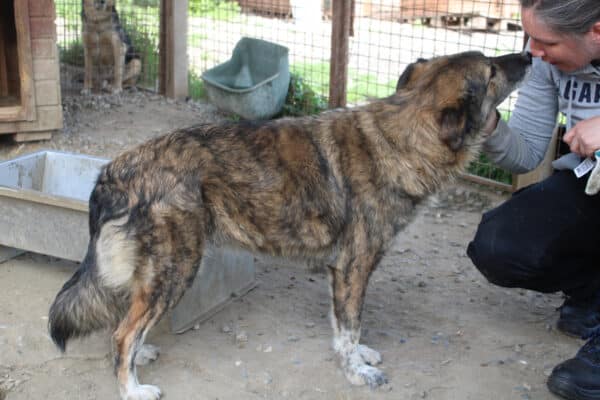 ARIMA - ausgereist zur Tierhilfe Lebenswert – Bild 2