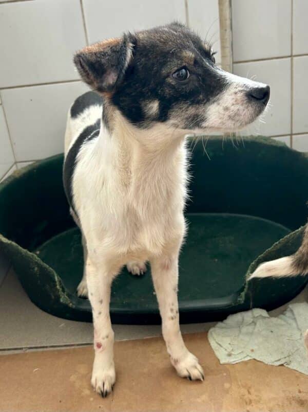 PETRONELLA - bereits schüchtern - ausgereist zur Tierhilfe Lebenswert – Bild 4