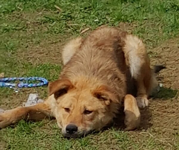 Banjo in 34474 Diemelstadt - vermittelt – Bild 2
