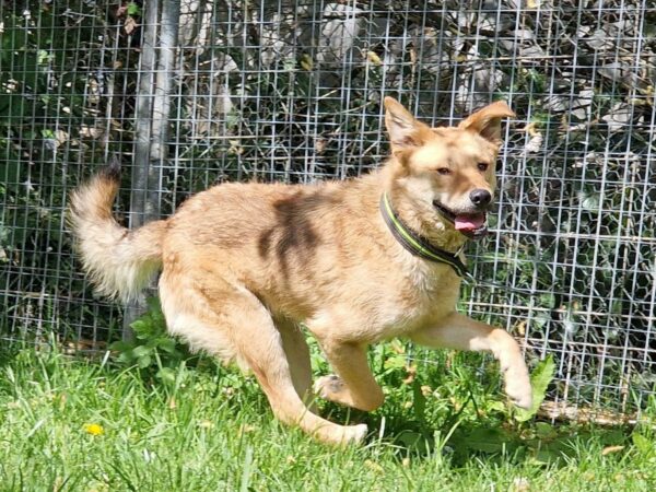 Banjo in 34474 Diemelstadt - vermittelt – Bild 7