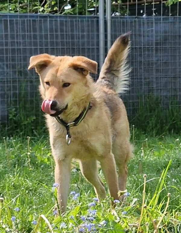 Banjo in 34474 Diemelstadt - vermittelt – Bild 6
