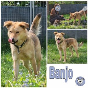 Banjo in 34474 Diemelstadt - vermittelt