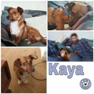 Kaya in 66740 Saarlouis - vermittelt