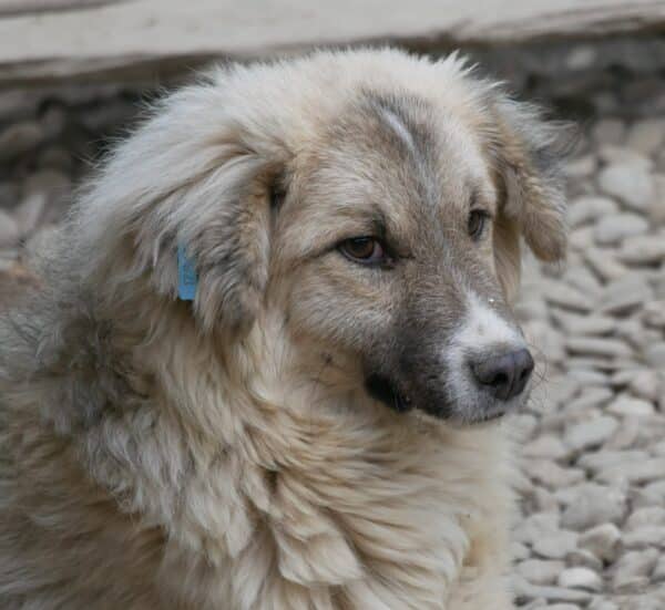 TOFFEE - reserviert TiNO DR (vorher Klinik Bukarest / PM) - vermittelt – Bild 6