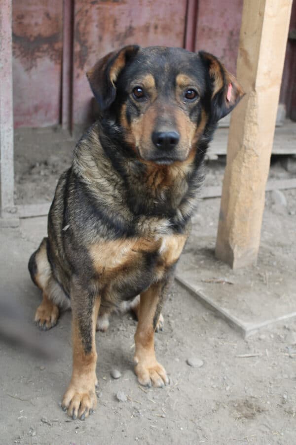 BEELO (♂) - seel. NOTFALL - leidet sehr im Shelter - dringend Platz gesucht! – Bild 2