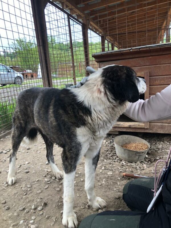 TAJO (♂) - als PDR GPH auf dem  Eulenhof (AL) – Bild 9