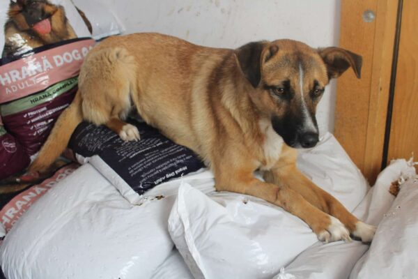 SALLIE - ausgereist zur Tierhilfe Lebenswert – Bild 5