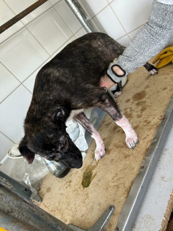 TILLY (♀) – Bild 9