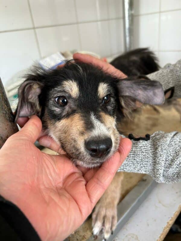 MONTI - Hautprobleme - ausgereist zu Second Chance Dogs – Bild 4