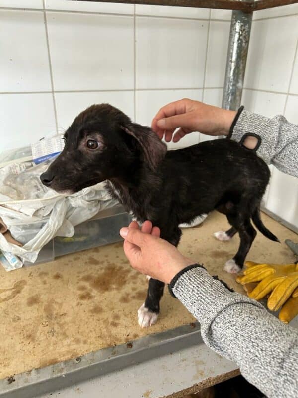 SILLY - ausgereist zur Tierhilfe Lebenswert – Bild 4
