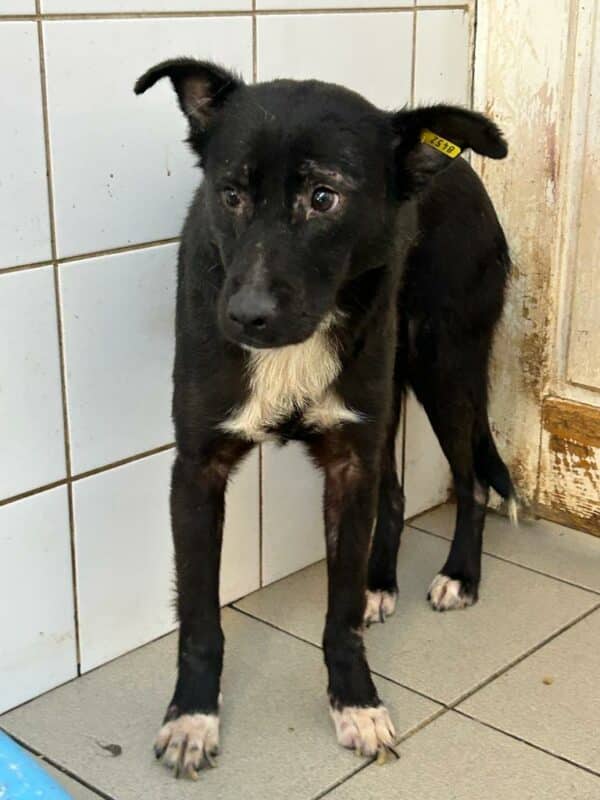 FATIMA (♀) - ausgereist zur Tierhilfe Lebenswert DR 05.09.2025 – Bild 2
