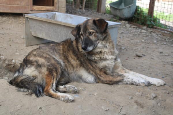 ARIMA - ausgereist zur Tierhilfe Lebenswert – Bild 3