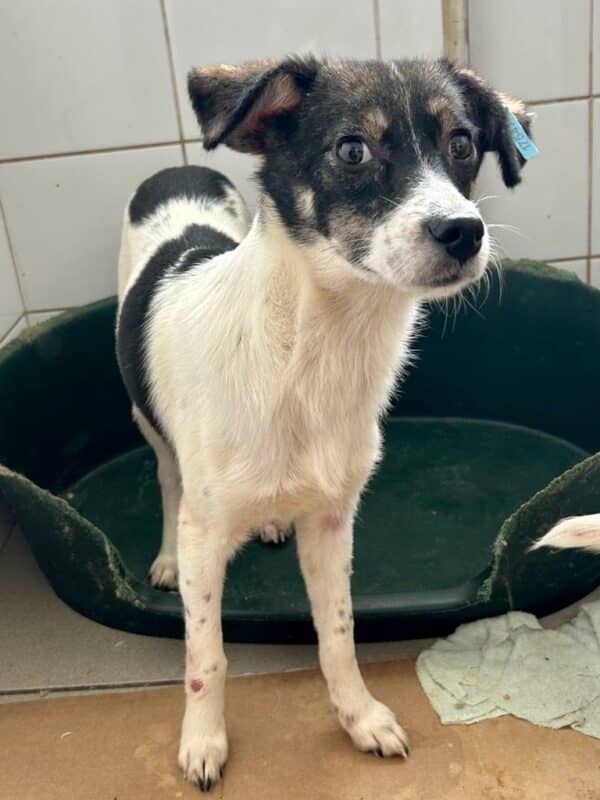 PETRONELLA - bereits schüchtern - ausgereist zur Tierhilfe Lebenswert – Bild 2