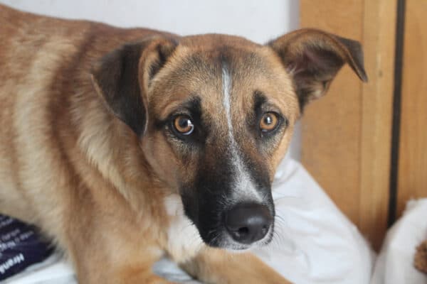 SALLIE - ausgereist zur Tierhilfe Lebenswert – Bild 4