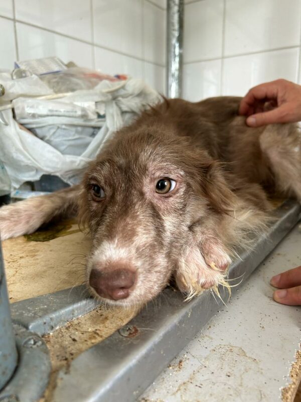 NAALA - med. Notfall - auf PDR PS als Gnadenplatzhund gereist – Bild 8