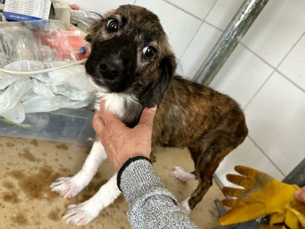 LONNEKE - reserviert für Tierhilfe Lebenswert - vermittelt – Bild 3