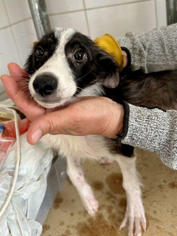 BERTHY - Hautprobleme, wird schüchtern - ausgereist zur Tierhilfe Lebenswert – Bild 3