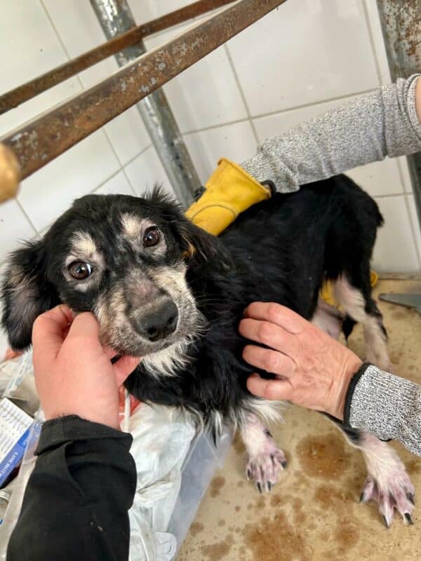 LEANI (♀) - Notfall! - wurde gebissen; Mobbingopfer! dringend Platz gesucht - ausgereist zur Tierhilfe Lebenswert DR 11.07.25 – Bild 10