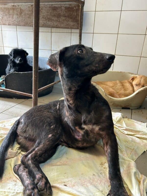 LINNE - rechtes Vorderbein amputiert - ausgereist zur Tierhilfe Lebenswert – Bild 9