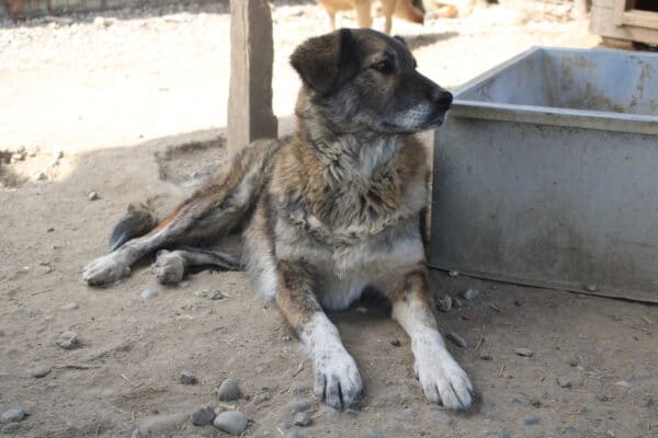 ARIMA - ausgereist zur Tierhilfe Lebenswert – Bild 4