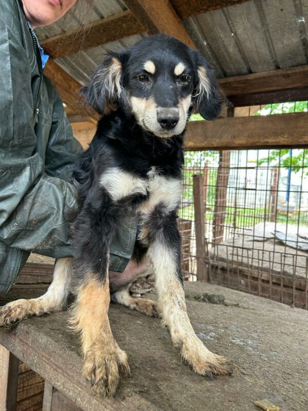 PIPPIN - vermittelt Alexandra – Bild 5