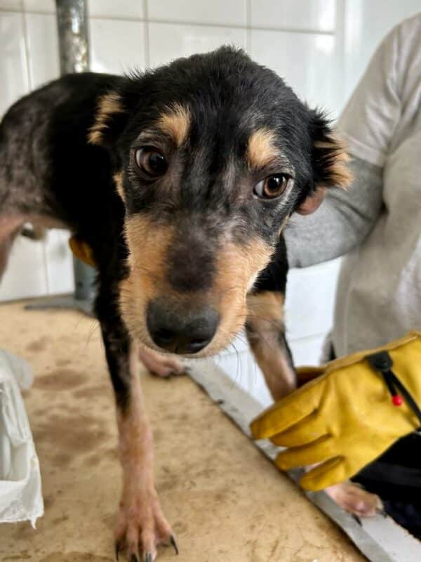 PICASA - reserviert Tierhilfe Lebenswert DR - vermittelt – Bild 13