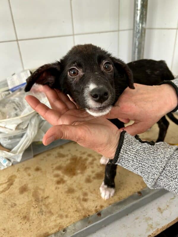 SILLY - ausgereist zur Tierhilfe Lebenswert – Bild 6