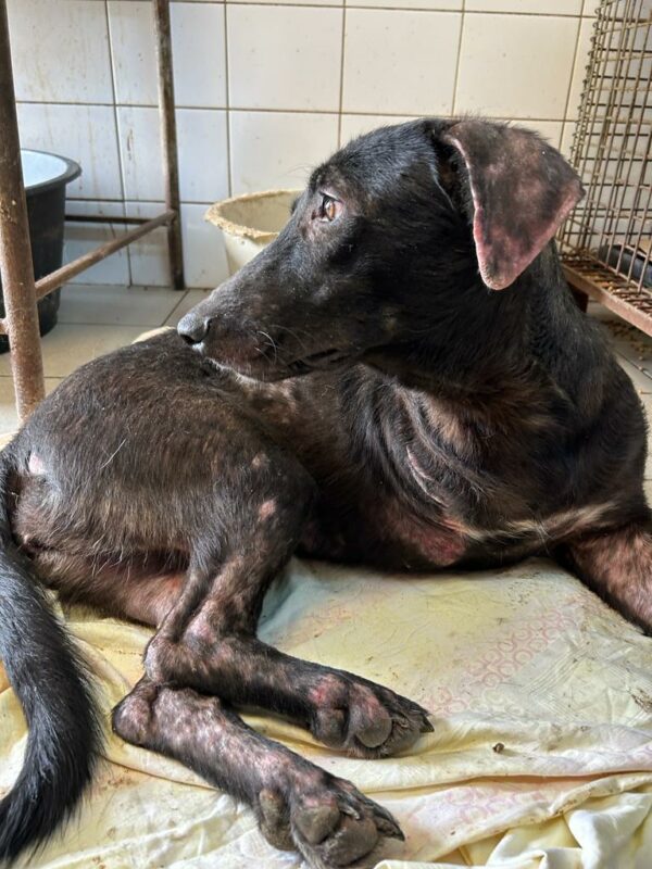 LINNE - rechtes Vorderbein amputiert - ausgereist zur Tierhilfe Lebenswert – Bild 10