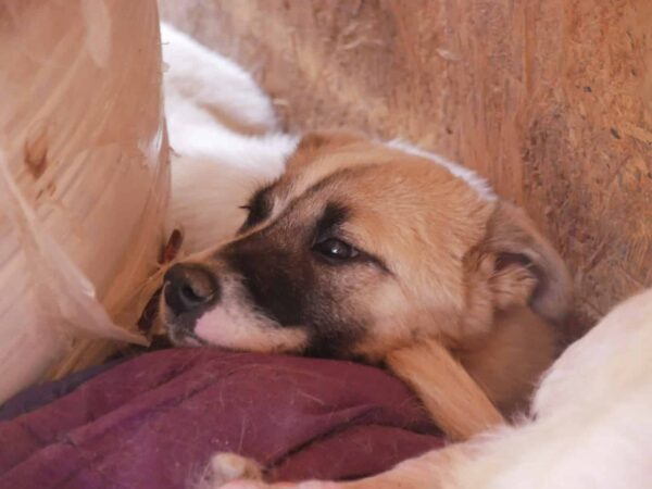 PANJA - vor Ort vermittelt – Bild 9